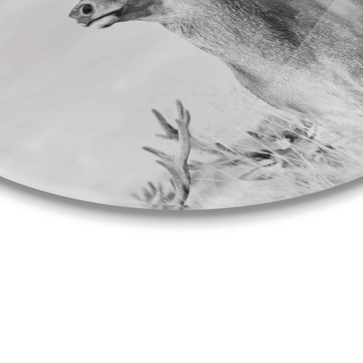 Plexiglasschilderij Trots hert 70 Rond - Reinders