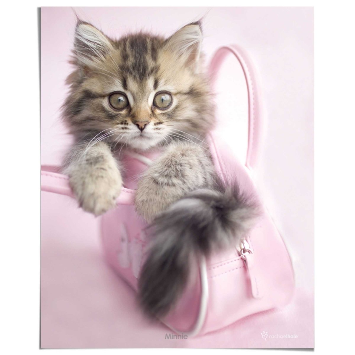 Poster Kitten 50x40 - Reinders