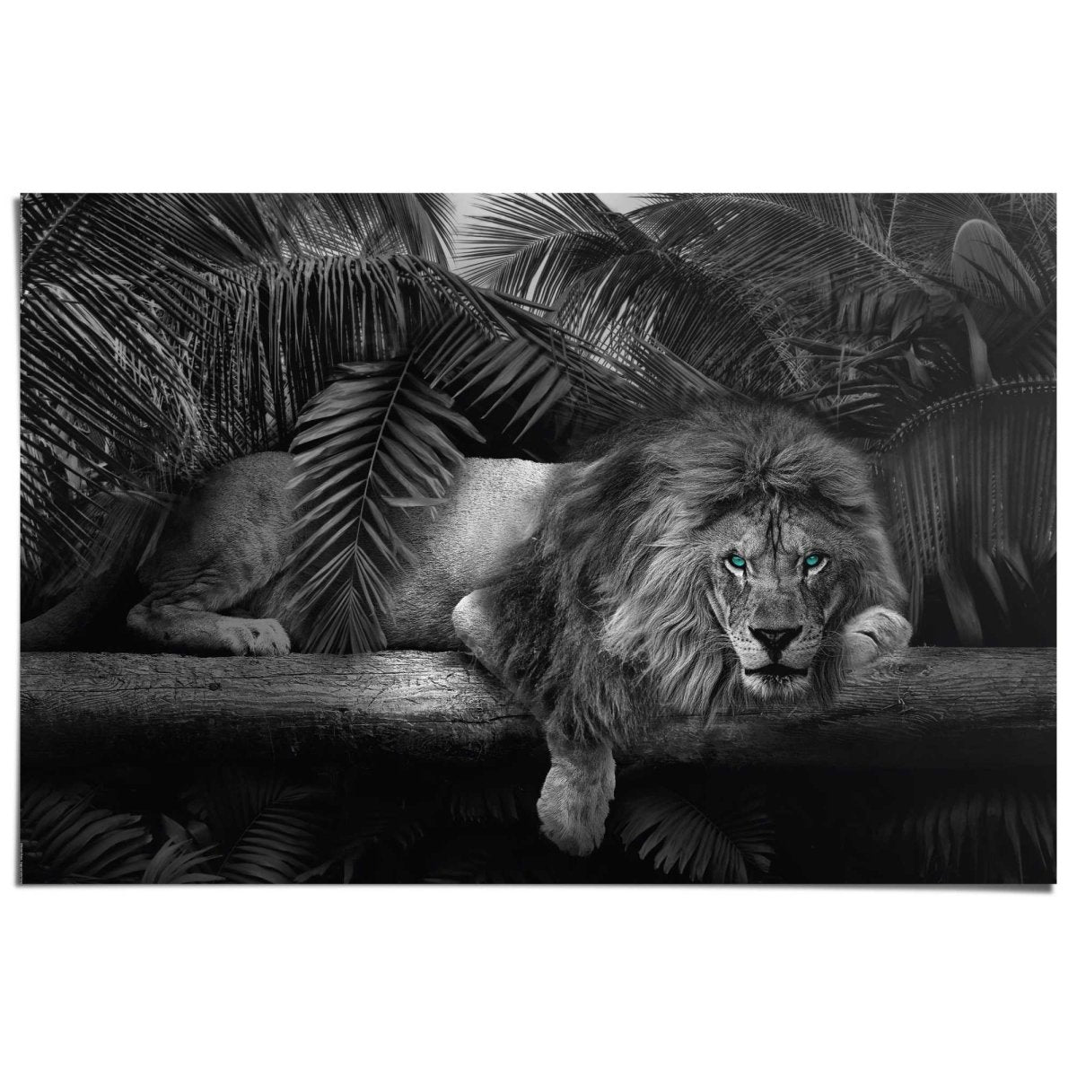 Poster Leeuw 61x91,5 - Reinders