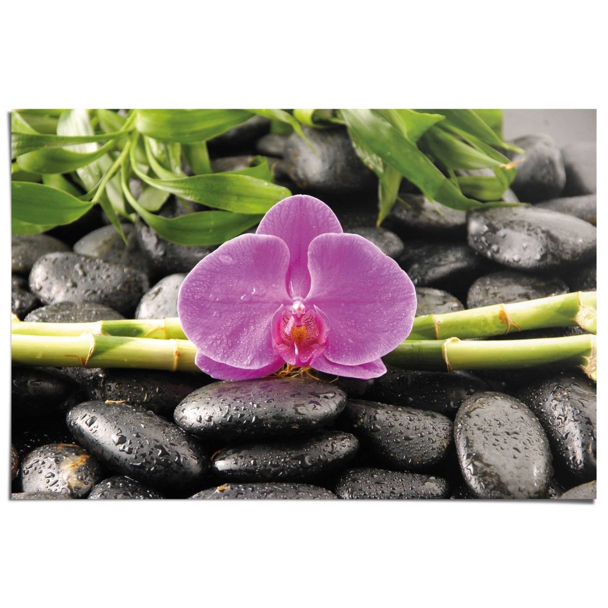 Poster Orchidee 61x91,5 - Reinders