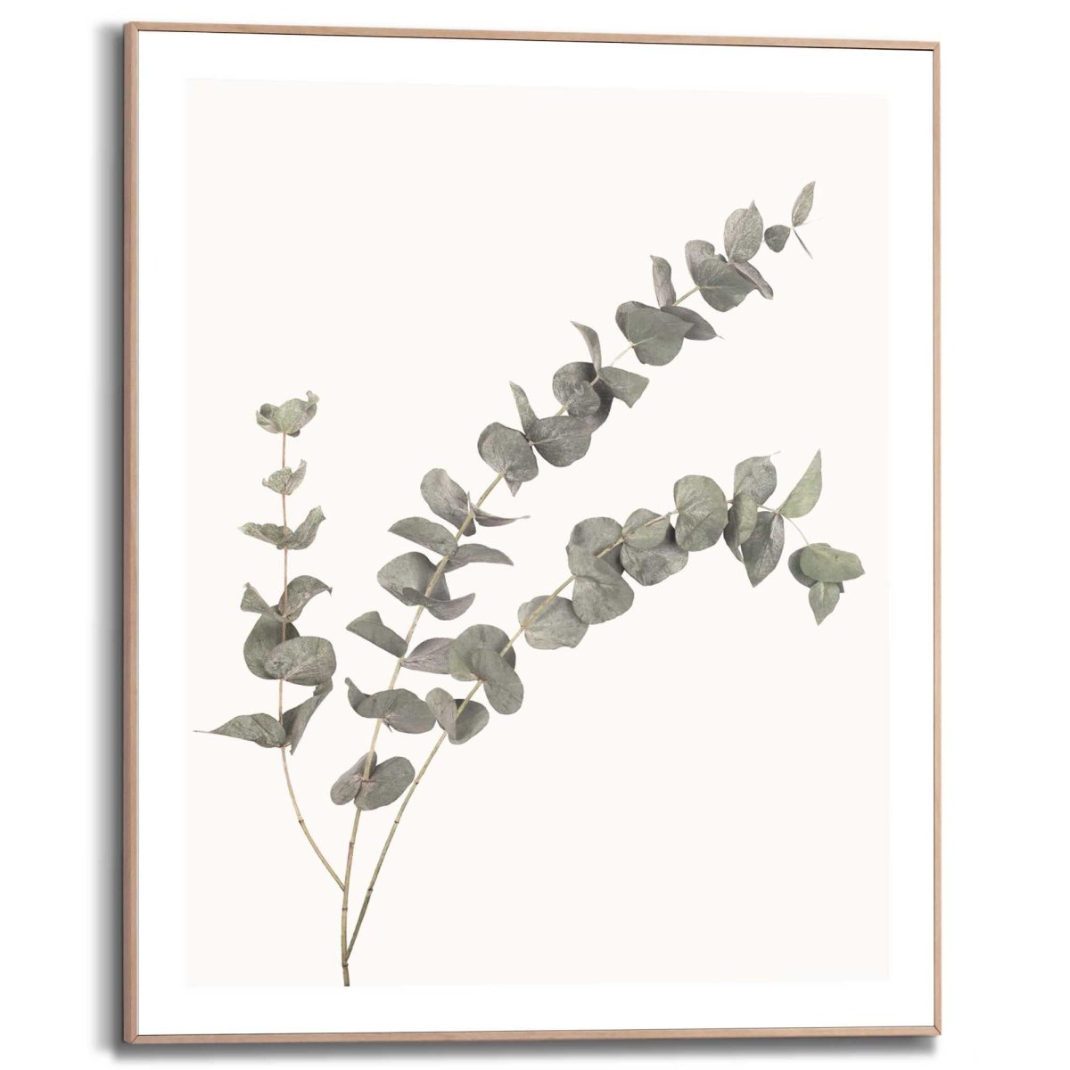 Schilderij Eucalyptus 50x40 - Reinders