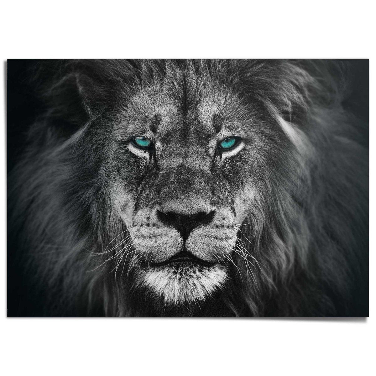 XXL Poster Leeuw 100x140 - Reinders