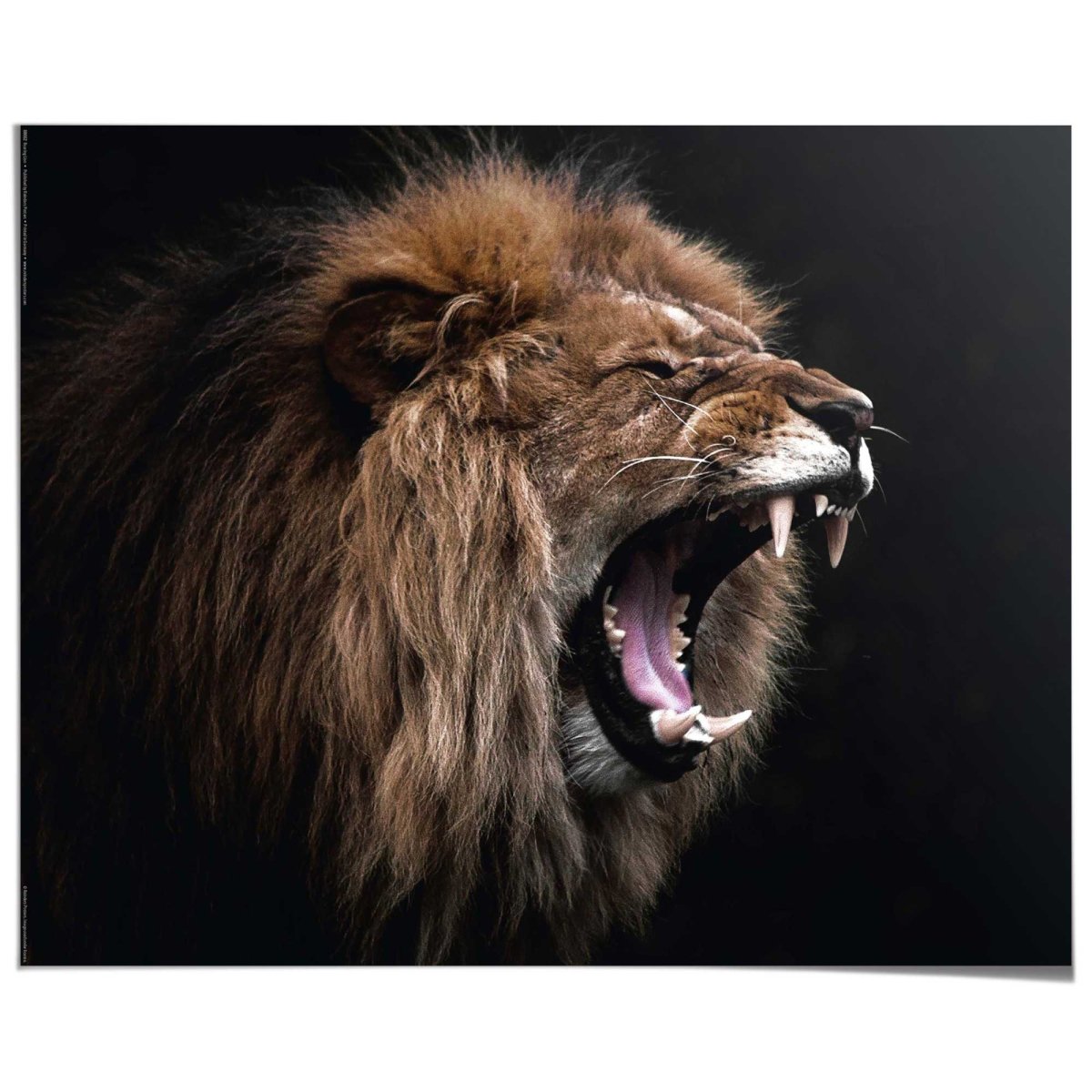 Poster Brullende leeuw 40x50 - Reinders