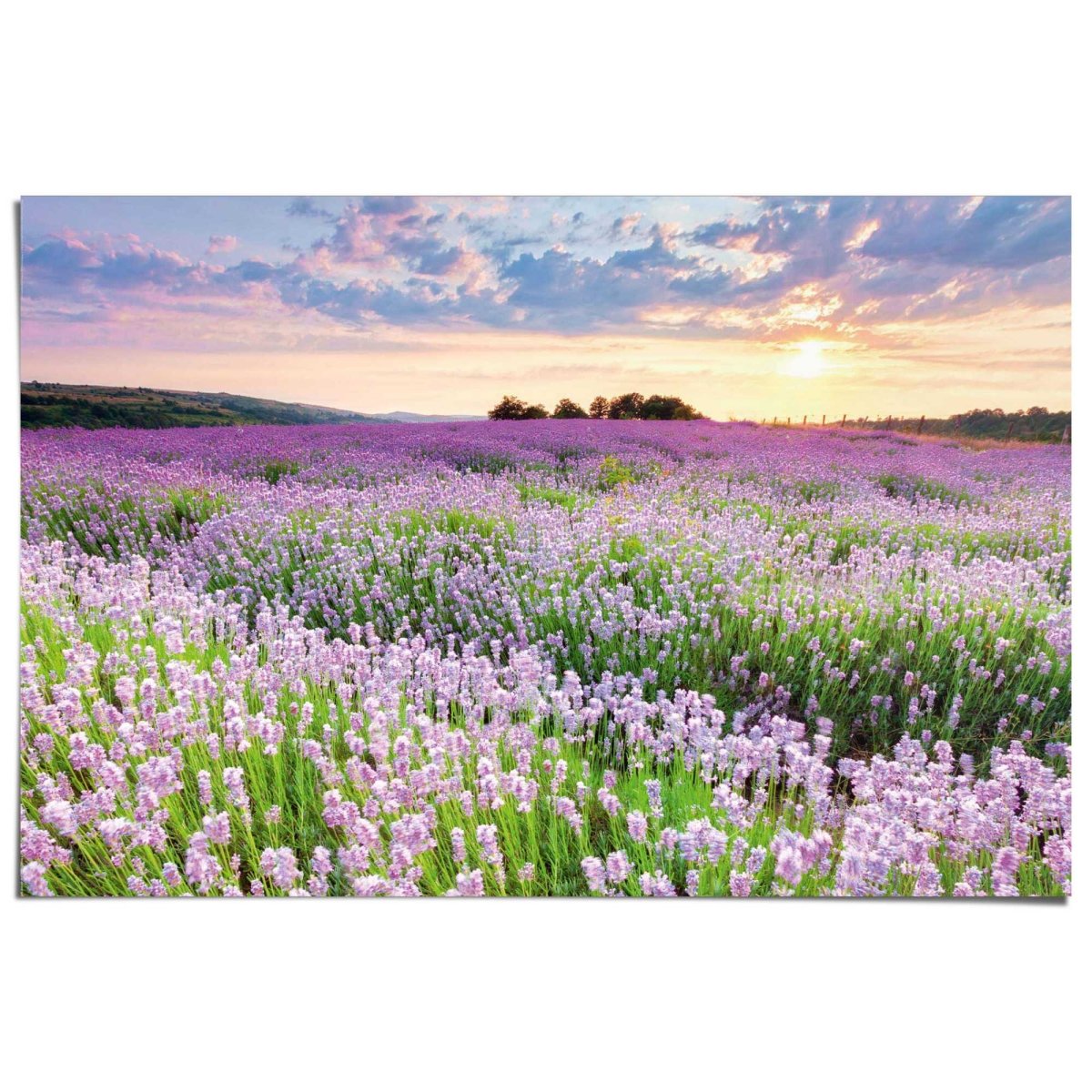 Poster Lavendel veld 61x91,5 - Reinders