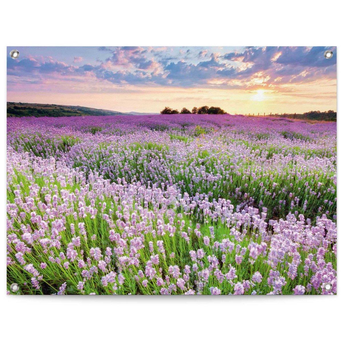 Tuinposter Lavender Field 60x80 - Reinders