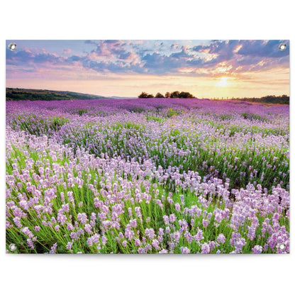 Tuinposter Lavender Field 60x80 - Reinders