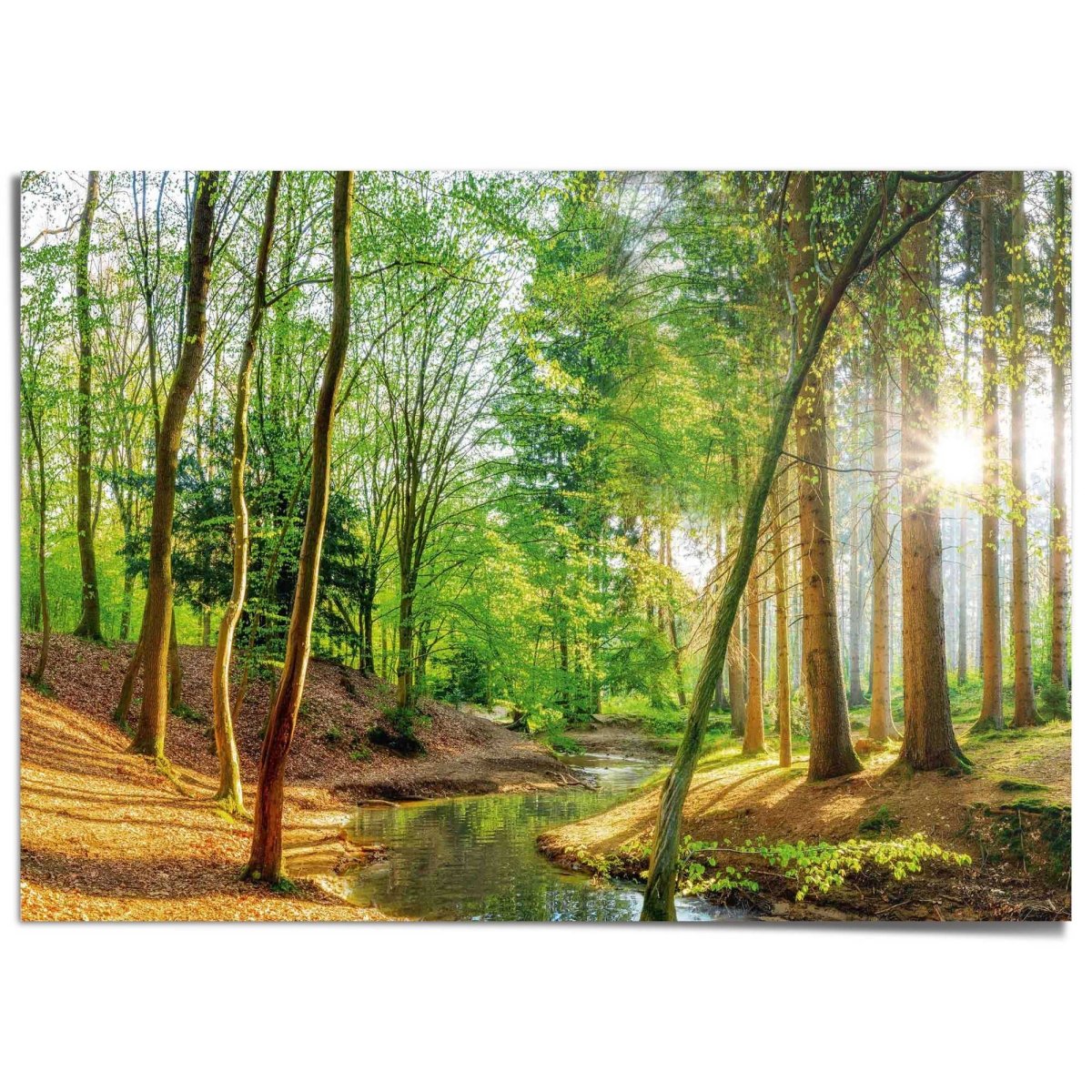 XXL Poster Bos in de zon 100x140 - Reinders