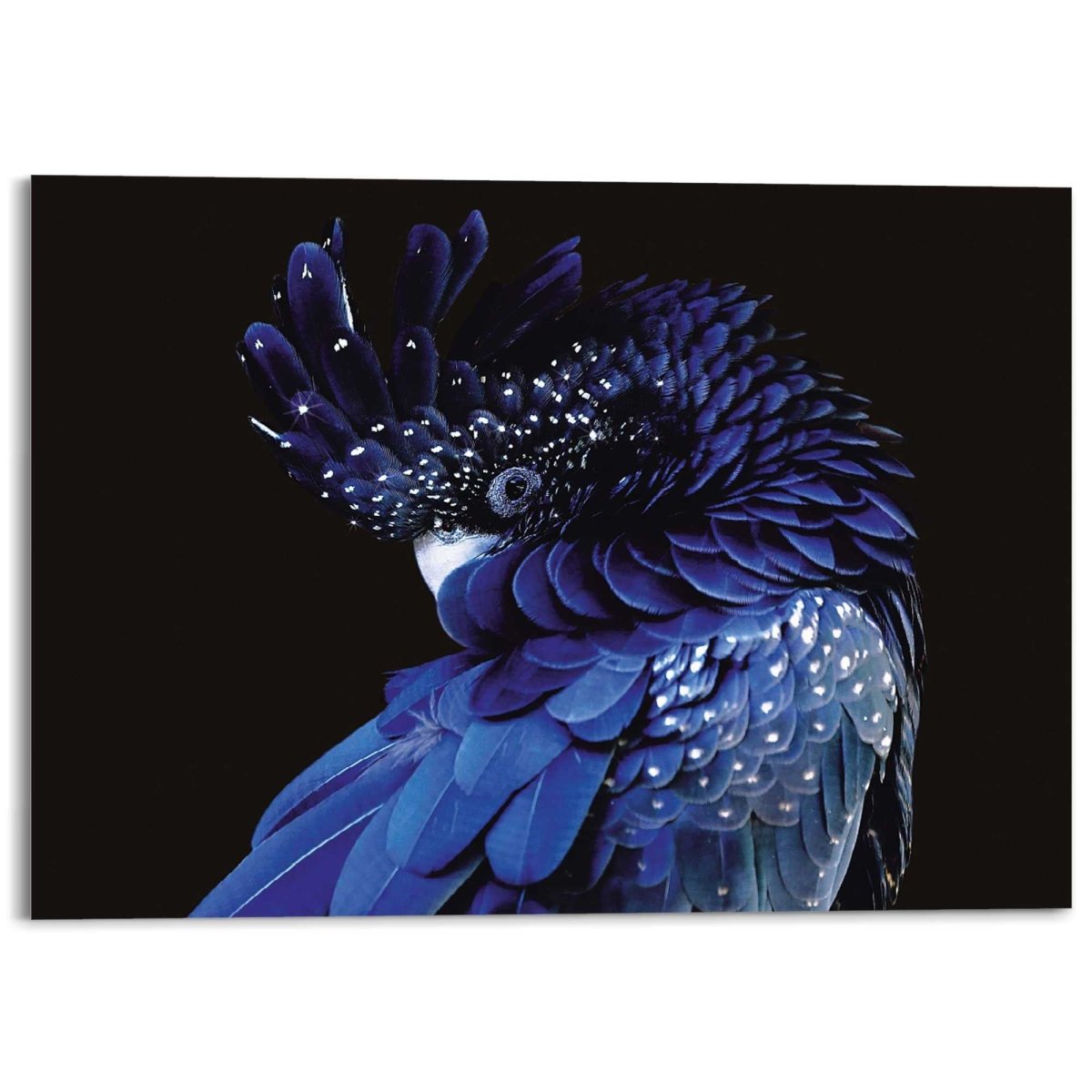 Plexiglasschilderij Blauwe Papegaai 100x140 - Reinders