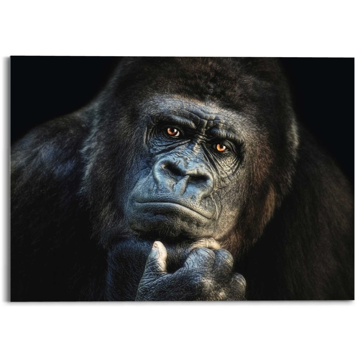 Plexiglasschilderij Gorilla 50x70 - Reinders