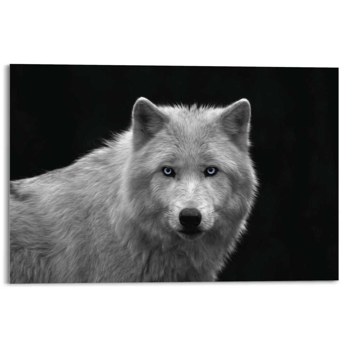 Plexiglasschilderij Witte wolf 80x120 - Reinders