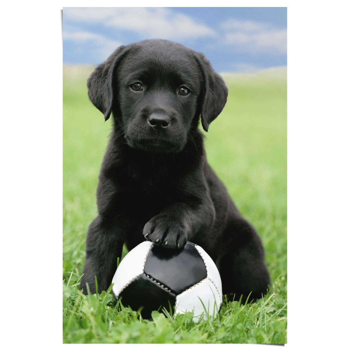 Poster Hond labrador voetbal 91,5x61 - Reinders