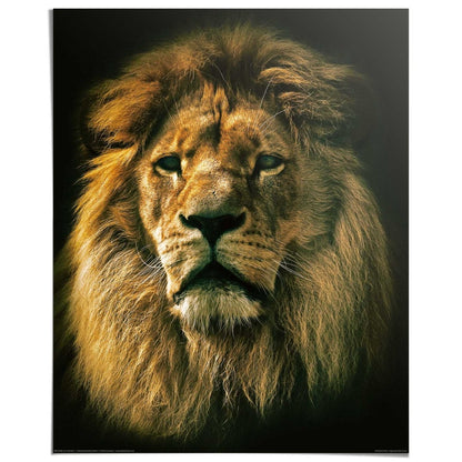 Poster Leeuw 50x40 - Reinders