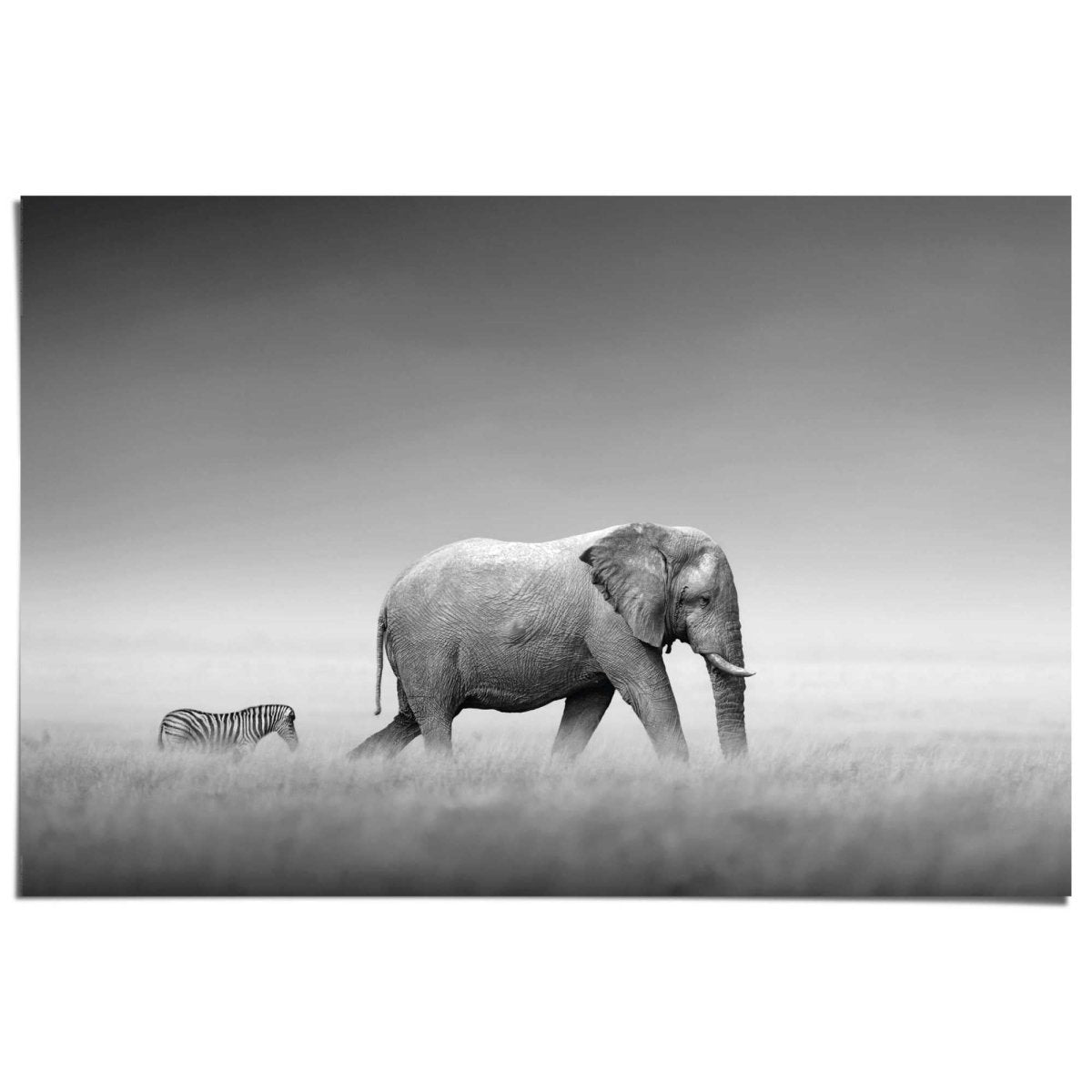 Poster Olifant & zebra 61x91,5 - Reinders