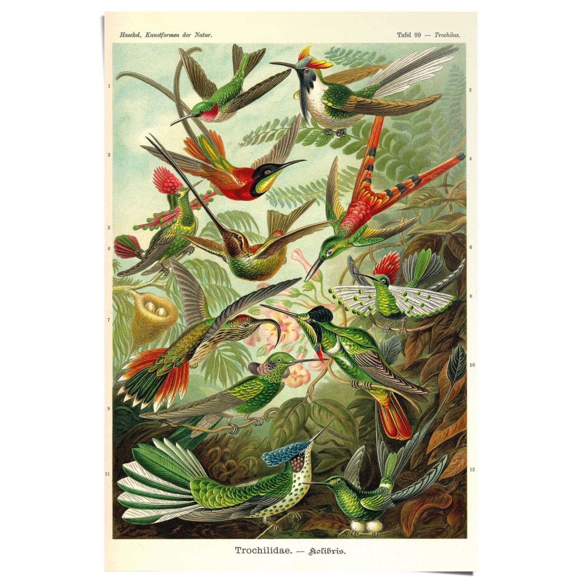 Poster Vogels 91,5x61 - Reinders