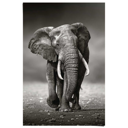 Poster Wandelende olifant 91,5x61 - Reinders