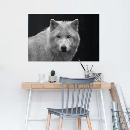 Poster Witte Wolf 61x91,5 - Reinders