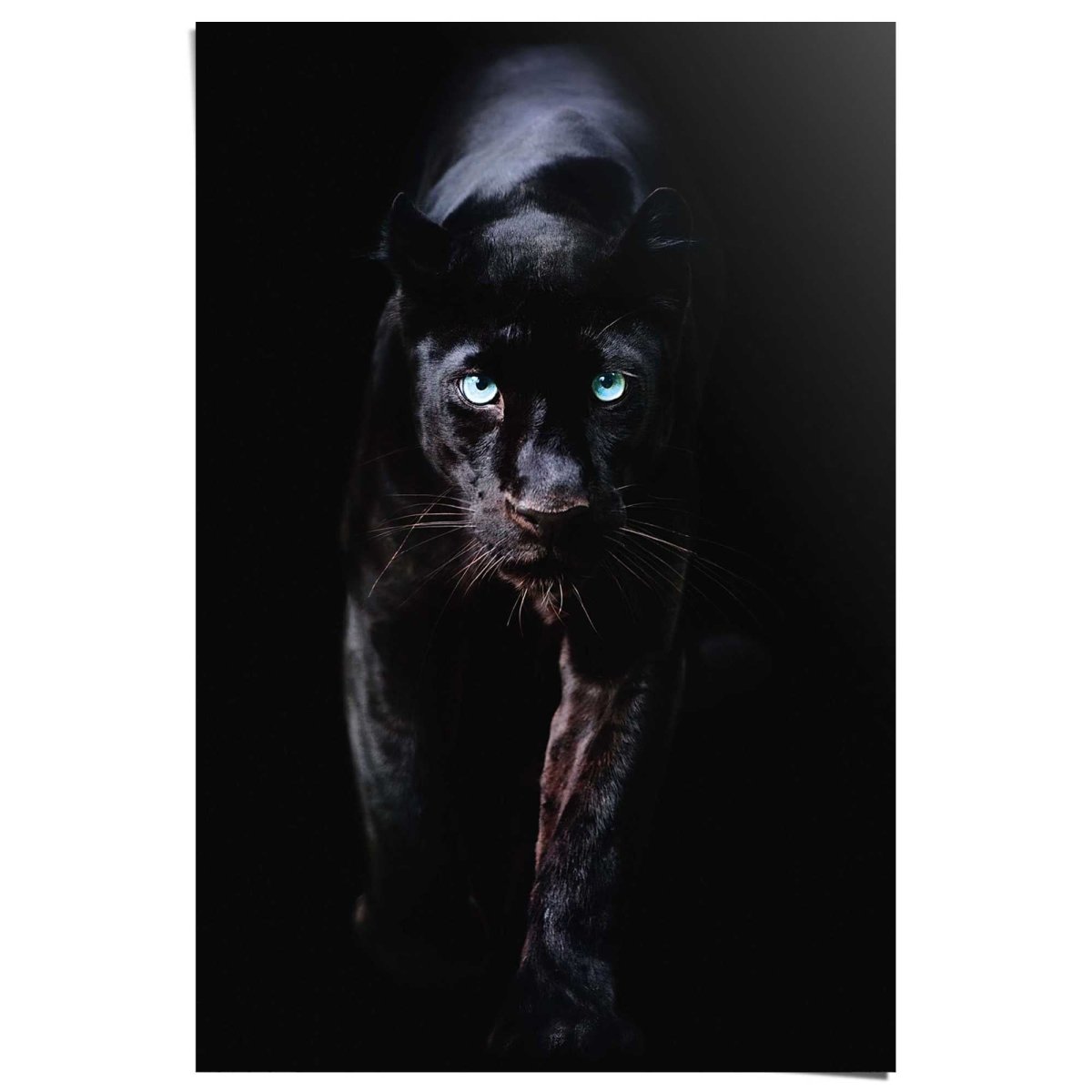 Poster Zwarte Panter 91,5x61 - Reinders