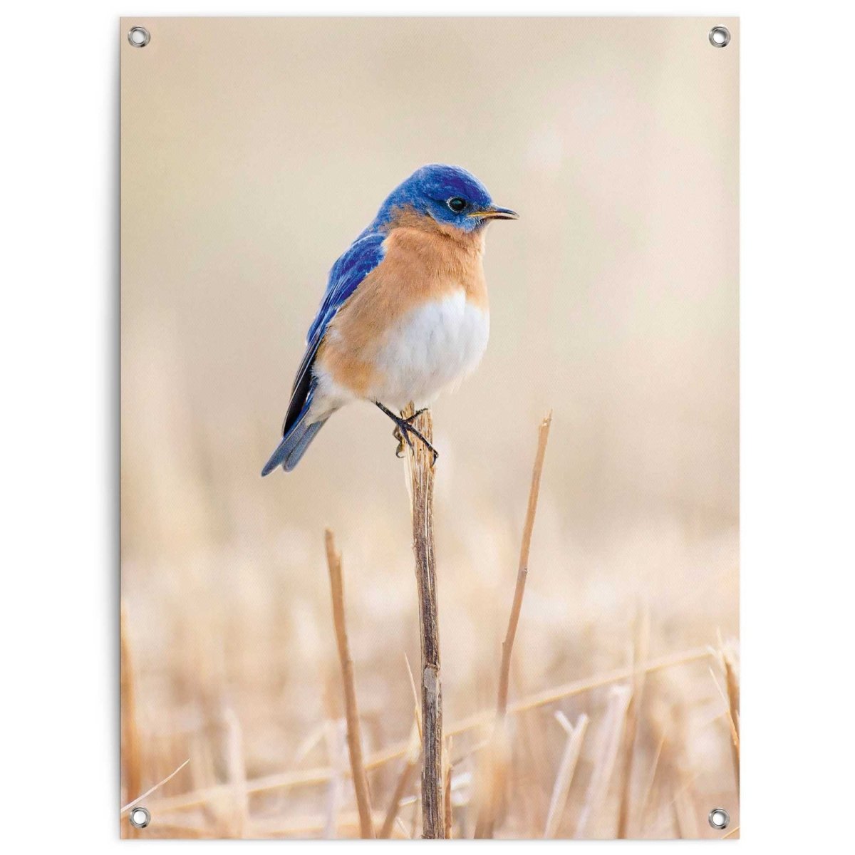 Tuinposter Blauw vogeltje 80x60 - Reinders