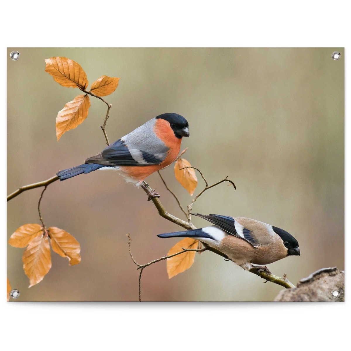 Tuinposter Goudvink 60x80 - Reinders