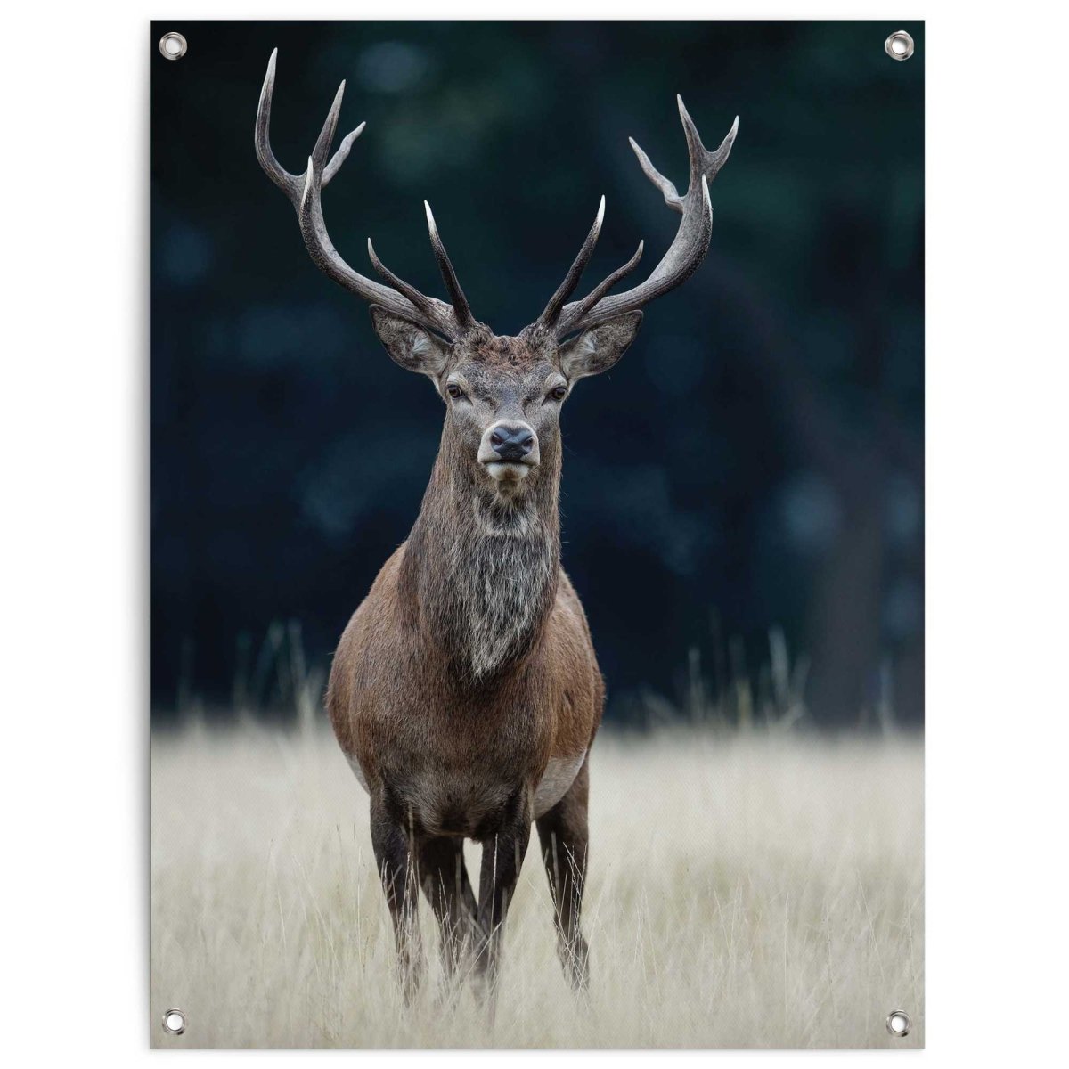 Tuinposter Hert 80x60 - Reinders