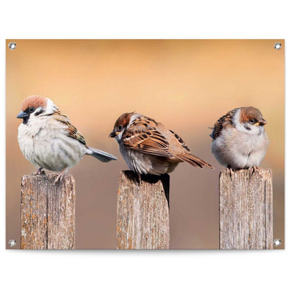 Tuinposter Vogels 60x80 - Reinders