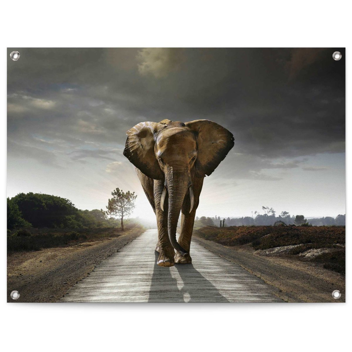 Tuinposter Wandelende olifant 60x80 - Reinders