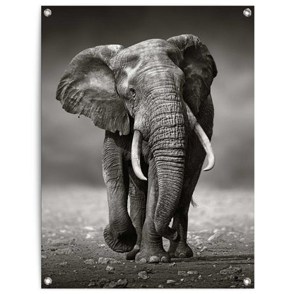 Tuinposter Wandelende olifant 80x60 - Reinders