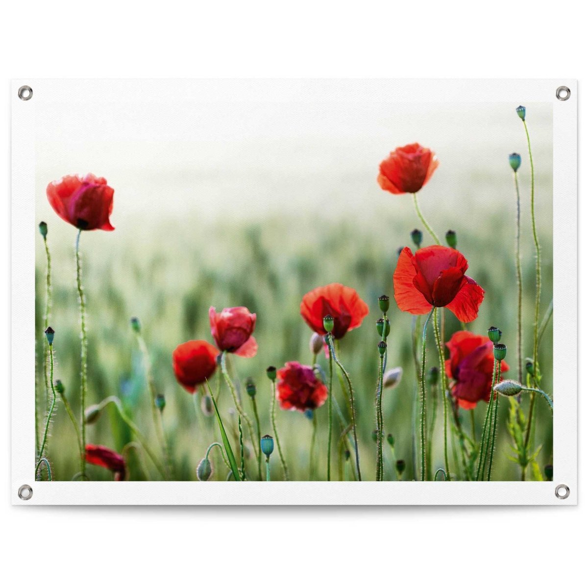 Tuinposter Wilde klaprozen 60x80 - Reinders